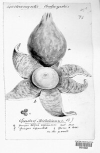 Geastrum michelianum image